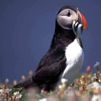 294054_lundy-puffin